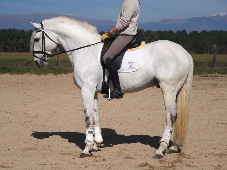 Lusitanos Hengst 11 Jahre 167 cm Schimmel in Navas Del Madroño
