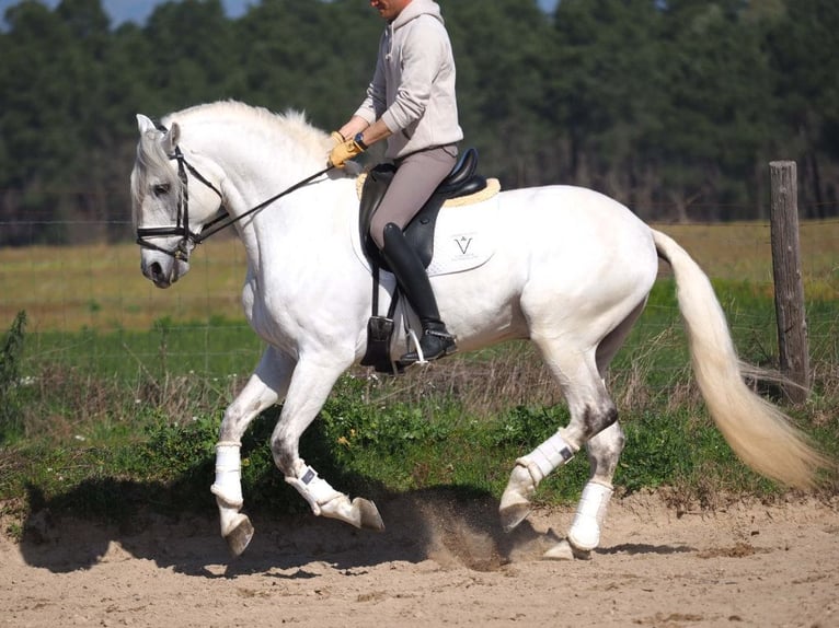 Lusitanos Hengst 11 Jahre 167 cm Schimmel in Navas Del Madroño