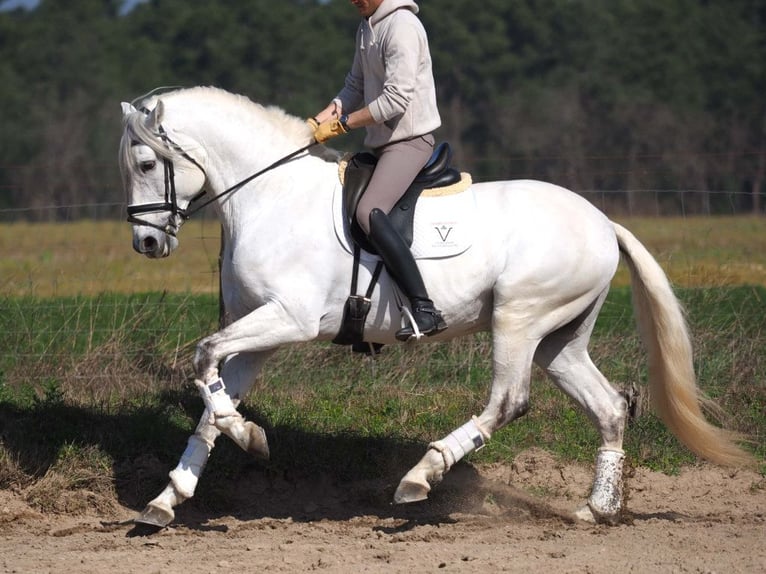 Lusitanos Hengst 11 Jahre 167 cm Schimmel in Navas Del Madroño