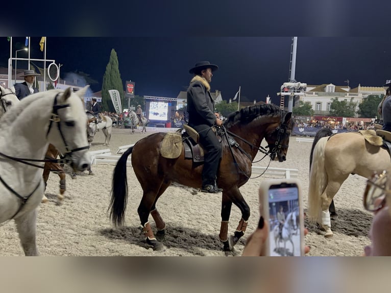 Lusitanos Hengst 11 Jahre 168 cm Brauner in Tomar