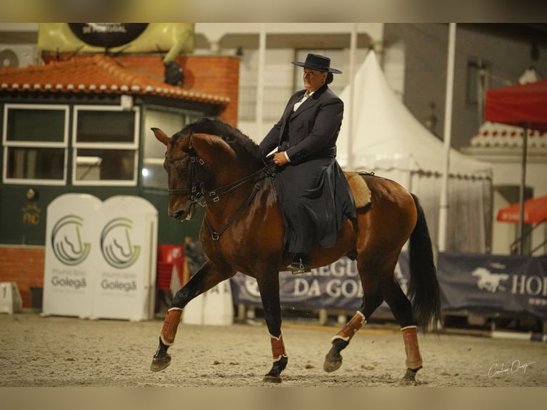 Lusitanos Hengst 11 Jahre 168 cm Brauner in Tomar