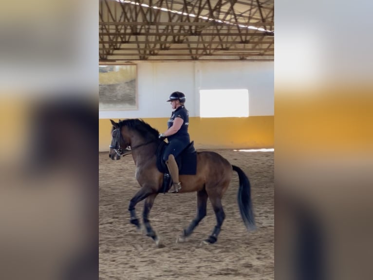Lusitanos Hengst 11 Jahre 168 cm Brauner in Tomar