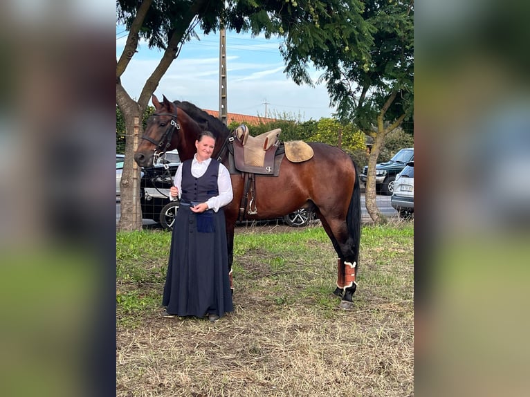 Lusitanos Hengst 11 Jahre 168 cm Brauner in Tomar