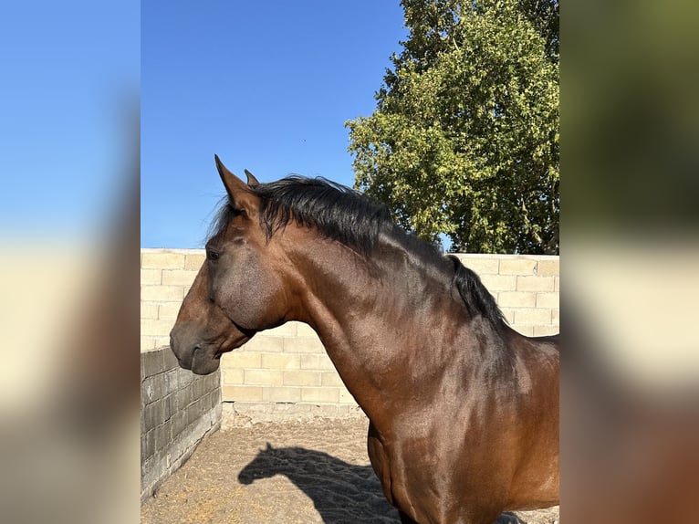 Lusitanos Hengst 11 Jahre 168 cm Brauner in Tomar
