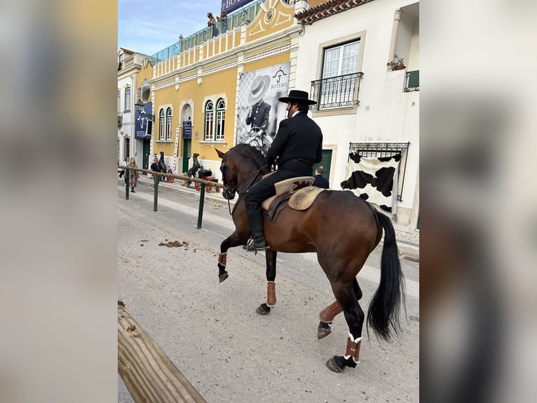 Lusitanos Hengst 11 Jahre 168 cm Brauner in Tomar