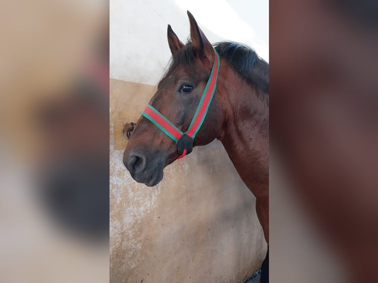 Lusitanos Hengst 11 Jahre 168 cm Brauner in Tomar