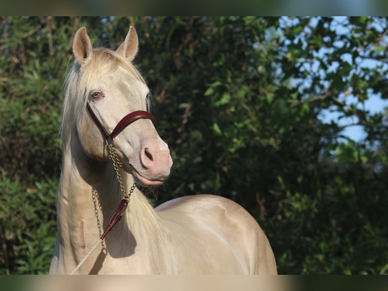 Lusitanos Hengst 12 Jahre 162 cm Cremello in Cornillon-Confoux