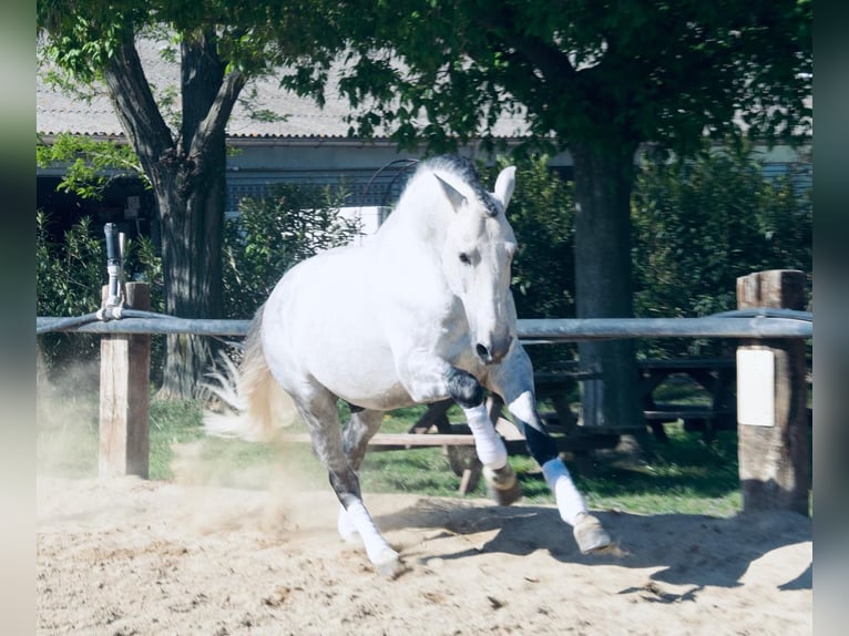 Lusitanos Hengst 12 Jahre 163 cm Schimmel in Arles