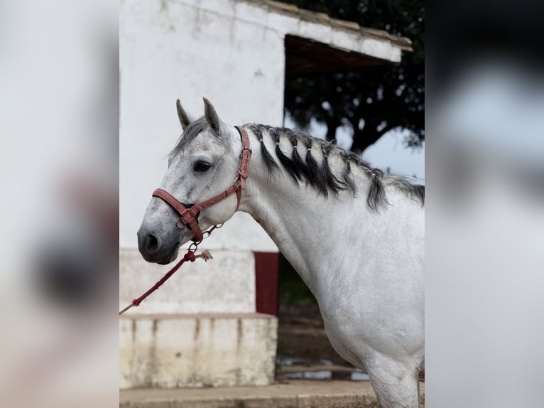 Lusitanos Hengst 12 Jahre 165 cm Schimmel in Cadiz