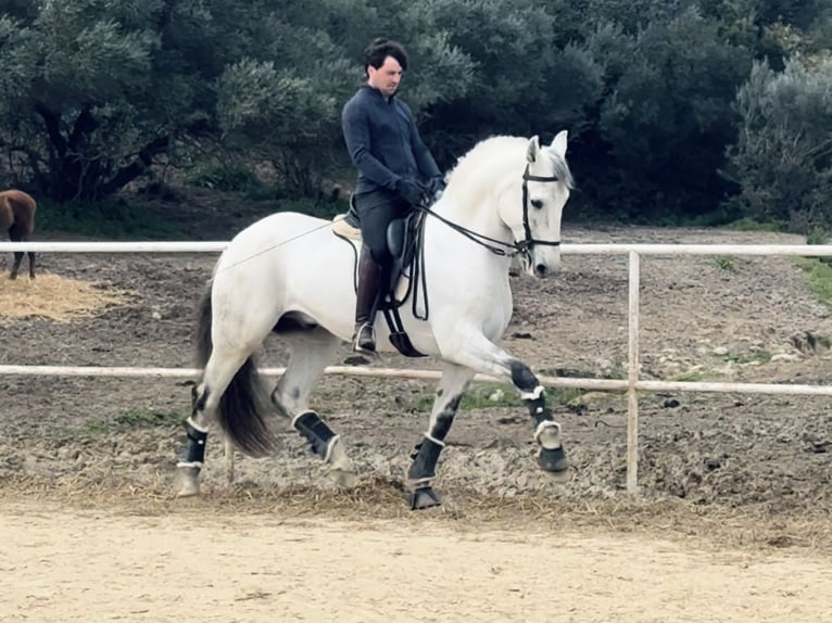 Lusitanos Hengst 12 Jahre 165 cm Schimmel in Cadiz
