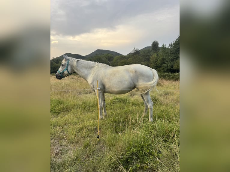 Lusitanos Hengst 12 Jahre 165 cm Schimmel in Saint-Gaud&#xE9;ric