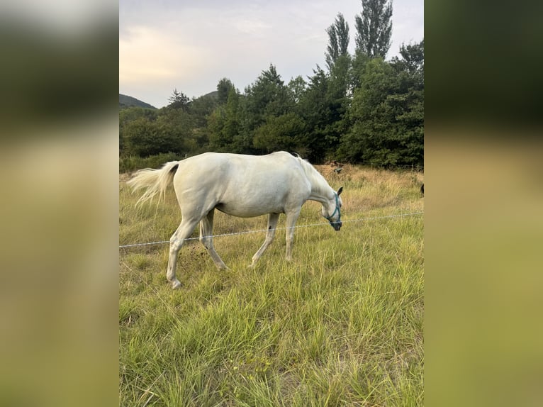 Lusitanos Hengst 12 Jahre 165 cm Schimmel in Saint-Gaud&#xE9;ric