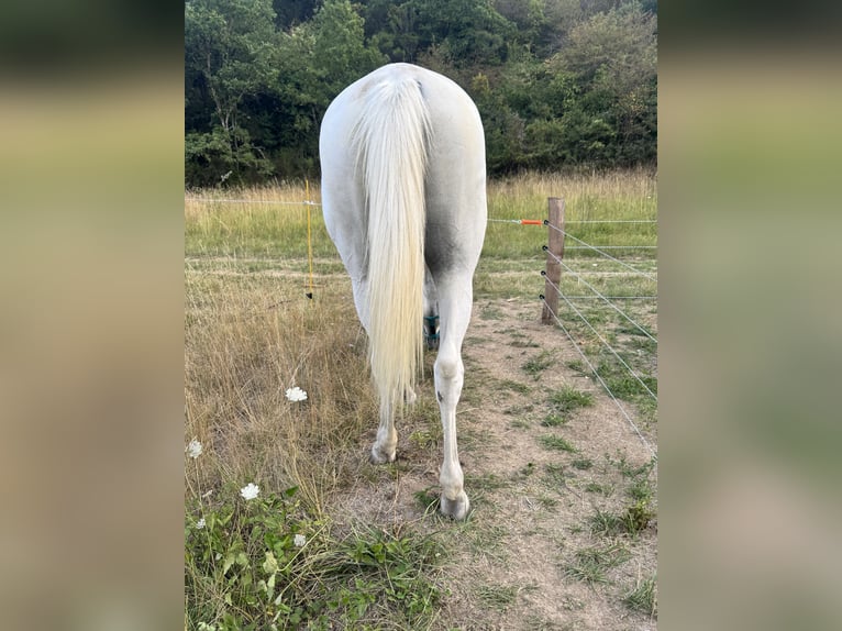 Lusitanos Hengst 12 Jahre 165 cm Schimmel in Saint-Gaud&#xE9;ric