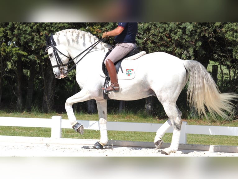 Lusitanos Hengst 12 Jahre 170 cm Schimmel in NAVAS DEL MADRONO