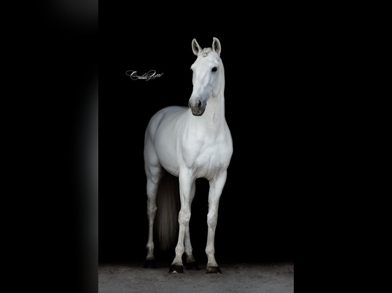 Lusitanos Hengst 13 Jahre 160 cm Schimmel in Wiener Neustadt