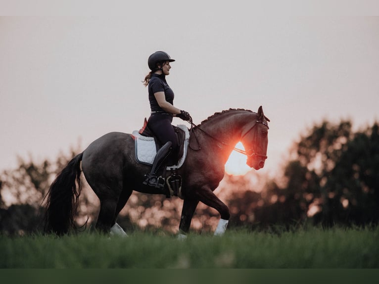 Lusitanos Hengst 13 Jahre 164 cm Grullo in Thimister-Clermont