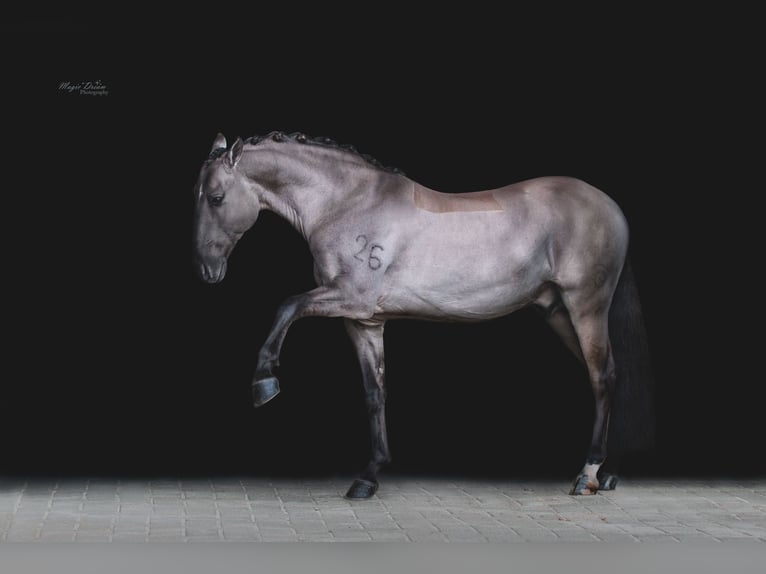Lusitanos Hengst 13 Jahre 164 cm Grullo in Thimister-Clermont