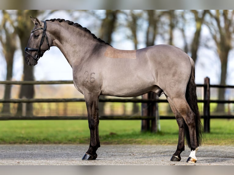 Lusitanos Hengst 13 Jahre 164 cm Grullo in Thimister-Clermont