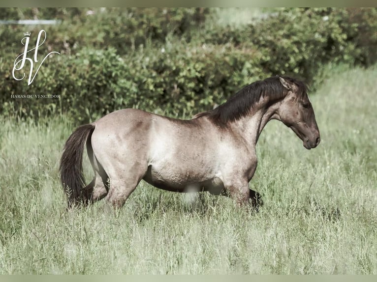 Lusitanos Hengst 13 Jahre 164 cm Grullo in Thimister-Clermont