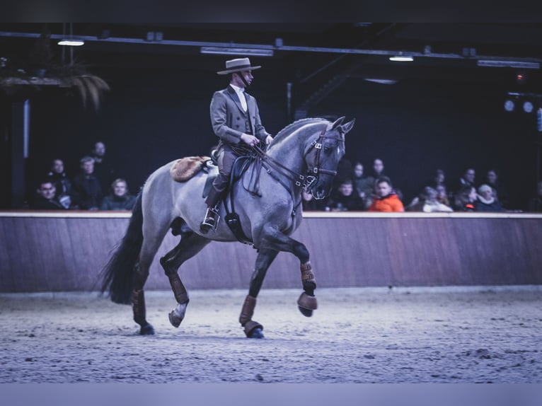 Lusitanos Hengst 13 Jahre 164 cm Grullo in Thimister-Clermont