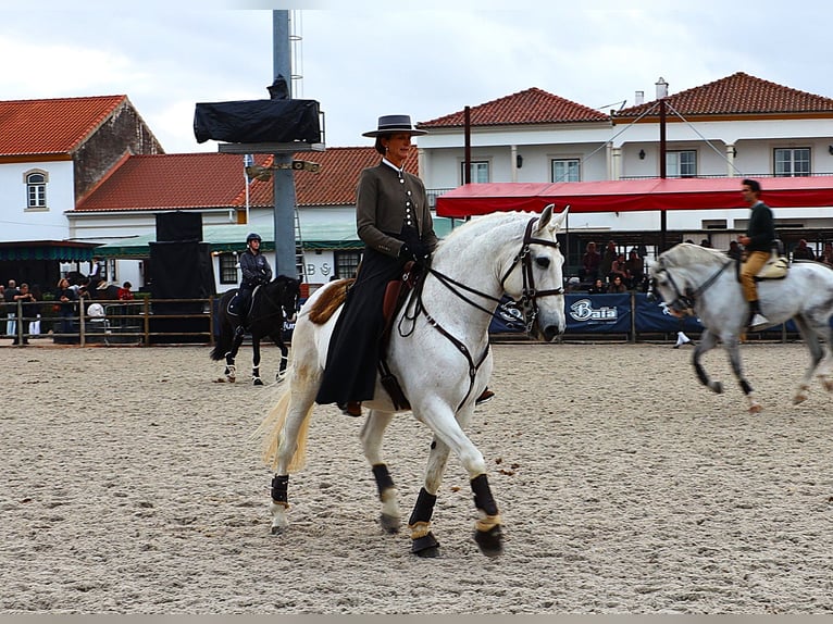 Lusitanos Hengst 13 Jahre 167 cm Schimmel in Ribamar