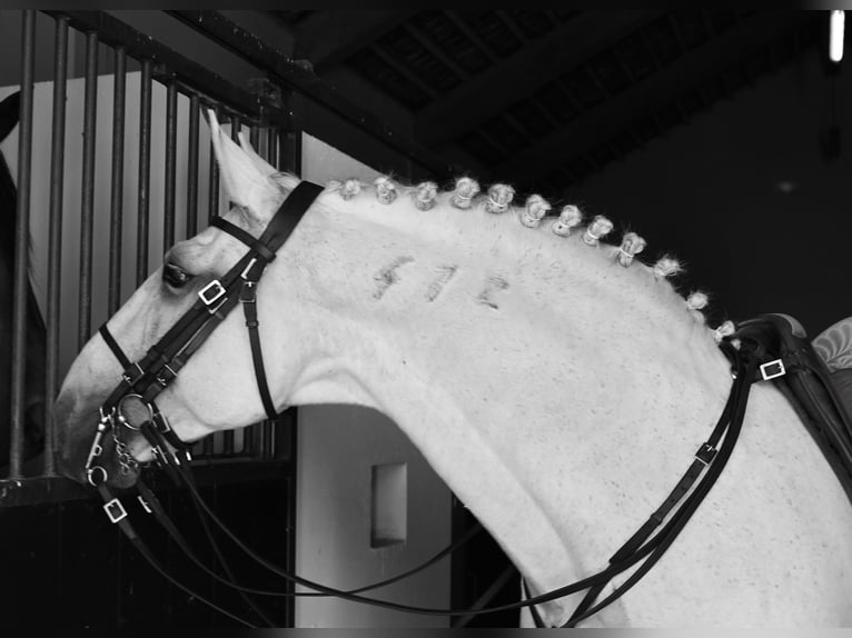 Lusitanos Hengst 13 Jahre 167 cm Schimmel in Ribamar