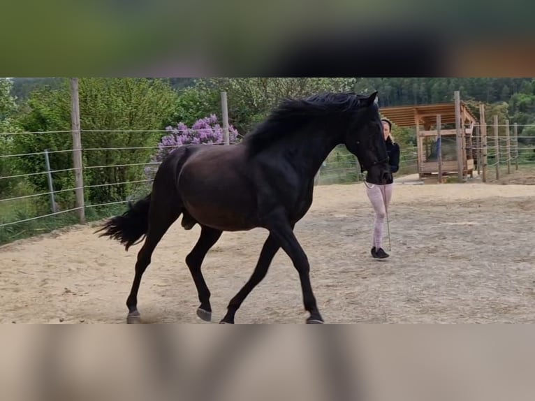 Lusitanos Hengst 14 Jahre 156 cm Rappe in Oberpullendorf