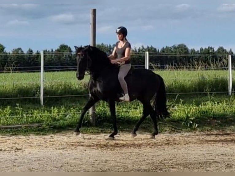 Lusitanos Hengst 14 Jahre 156 cm Rappe in Oberpullendorf