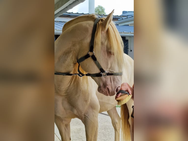 Lusitanos Hengst 14 Jahre 158 cm Perlino in Saint Aubin