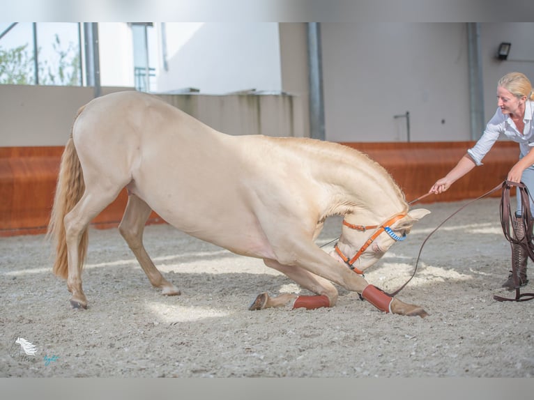 Lusitanos Hengst 14 Jahre 158 cm Perlino in Saint Aubin