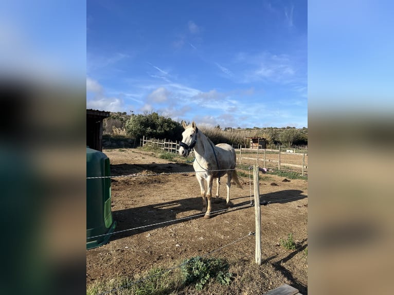 Lusitanos Hengst 14 Jahre 160 cm Schimmel in Fitou