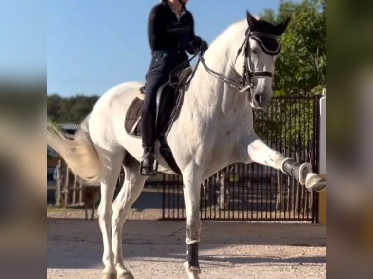 Lusitanos Hengst 14 Jahre 162 cm Schimmel in Sabadell Lusitanos Hengst 14 Jahre 162 cm Schimmel in Sabadell