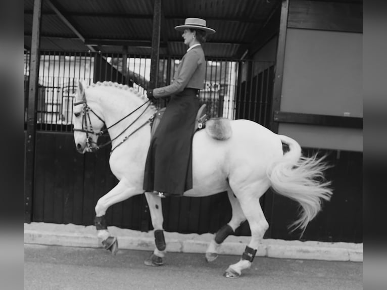 Lusitanos Hengst 14 Jahre 167 cm Schimmel in Ribamar