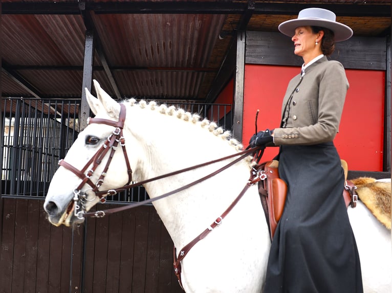 Lusitanos Hengst 14 Jahre 167 cm Schimmel in Ribamar