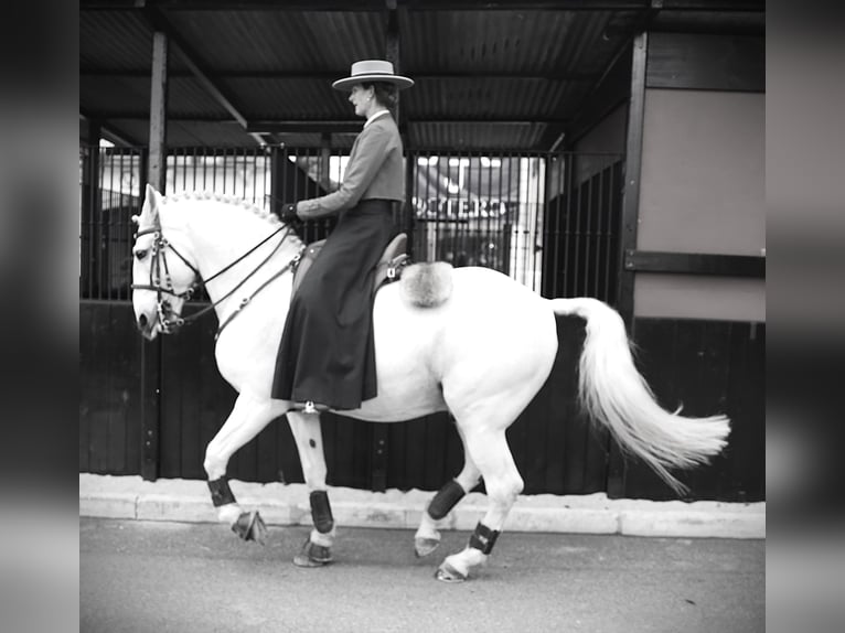 Lusitanos Hengst 14 Jahre 167 cm Schimmel in Ribamar