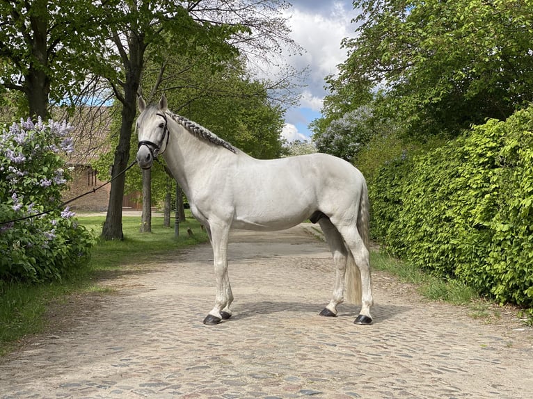 Lusitanos Hengst 15 Jahre 164 cm Schimmel in Ludwigsfelde