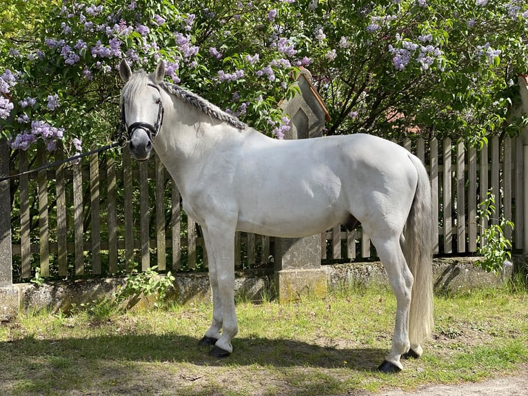 Lusitanos Hengst 15 Jahre 164 cm Schimmel in Ludwigsfelde