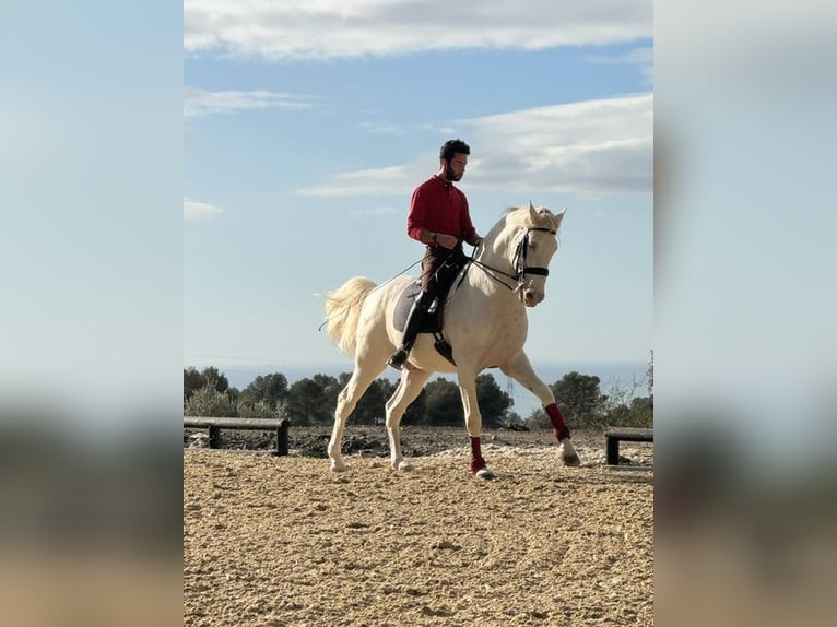 Lusitanos Hengst 15 Jahre 168 cm Perlino in Malaga