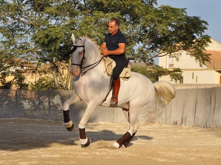 Lusitanos Hengst 15 Jahre 168 cm Perlino in Malaga