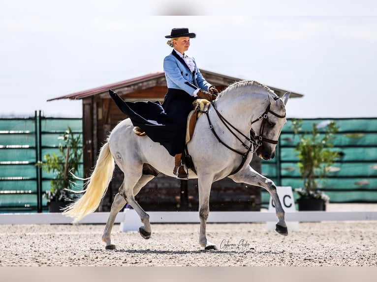 Lusitanos Hengst 16 Jahre 161 cm Schimmel in Rio Maior