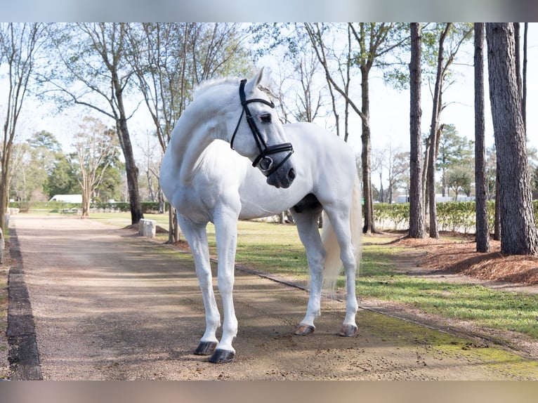 Lusitanos Hengst 16 Jahre 163 cm Schimmel in Magnolia