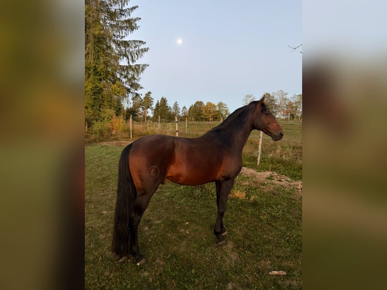 Lusitanos Hengst 17 Jahre 161 cm Dunkelbrauner in Bermatingen