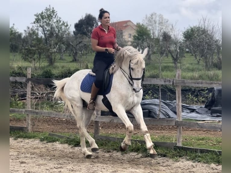 Lusitanos Mix Hengst 19 Jahre 159 cm Schimmel in Seia