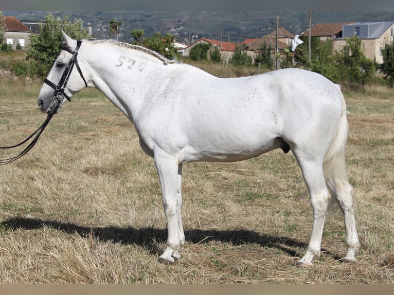 Lusitanos Mix Hengst 19 Jahre 159 cm Schimmel in Seia
