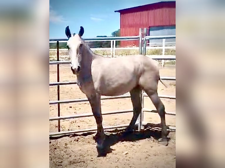 Lusitanos Hengst 1 Jahr 145 cm Schimmel in Huelva