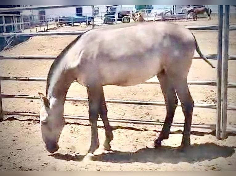 Lusitanos Hengst 1 Jahr 145 cm Schimmel in Huelva