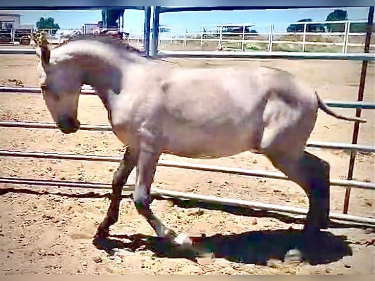 Lusitanos Hengst 1 Jahr 145 cm Schimmel in Huelva
