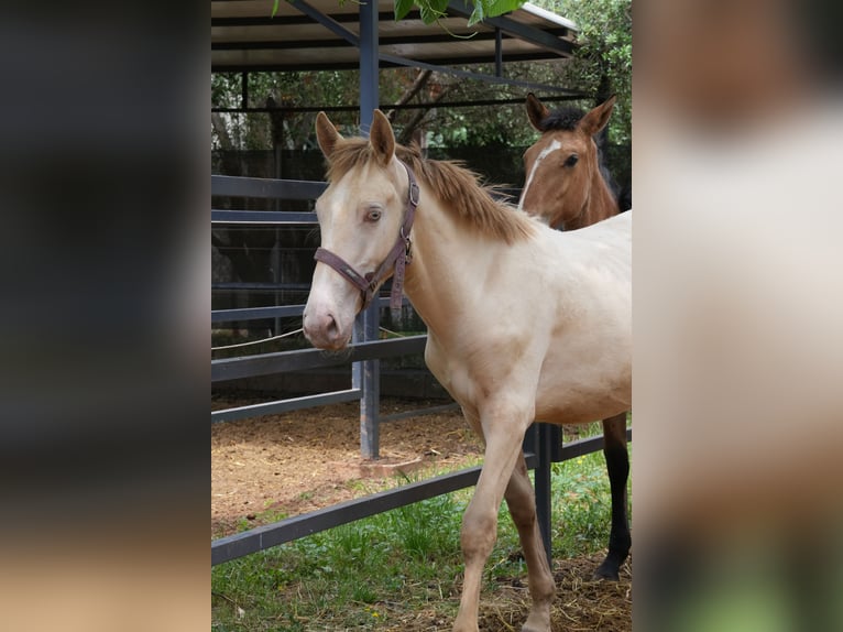 Lusitanos Mix Hengst 1 Jahr 147 cm Perlino in Rafelguaraf