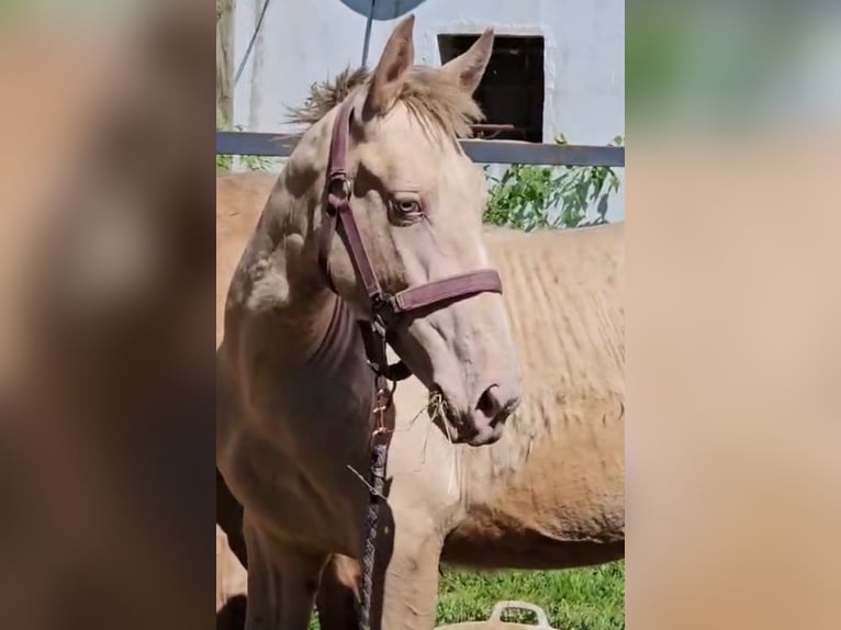 Lusitanos Mix Hengst 1 Jahr 147 cm Perlino in Rafelguaraf