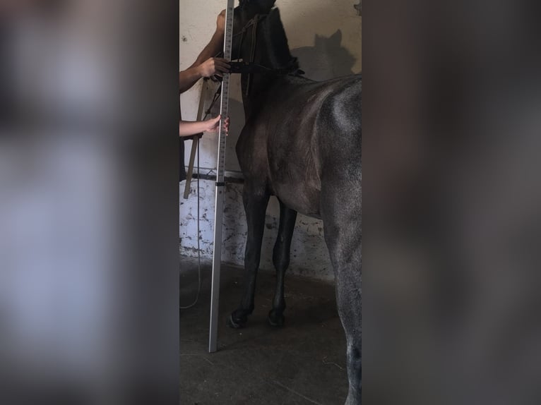 Lusitanos Hengst 1 Jahr 153 cm Schimmel in Castelo Branco